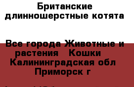 Британские длинношерстные котята - Все города Животные и растения » Кошки   . Калининградская обл.,Приморск г.